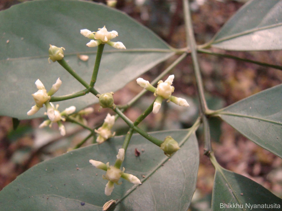 Glyptopetalum zeylanicum Thwaites
